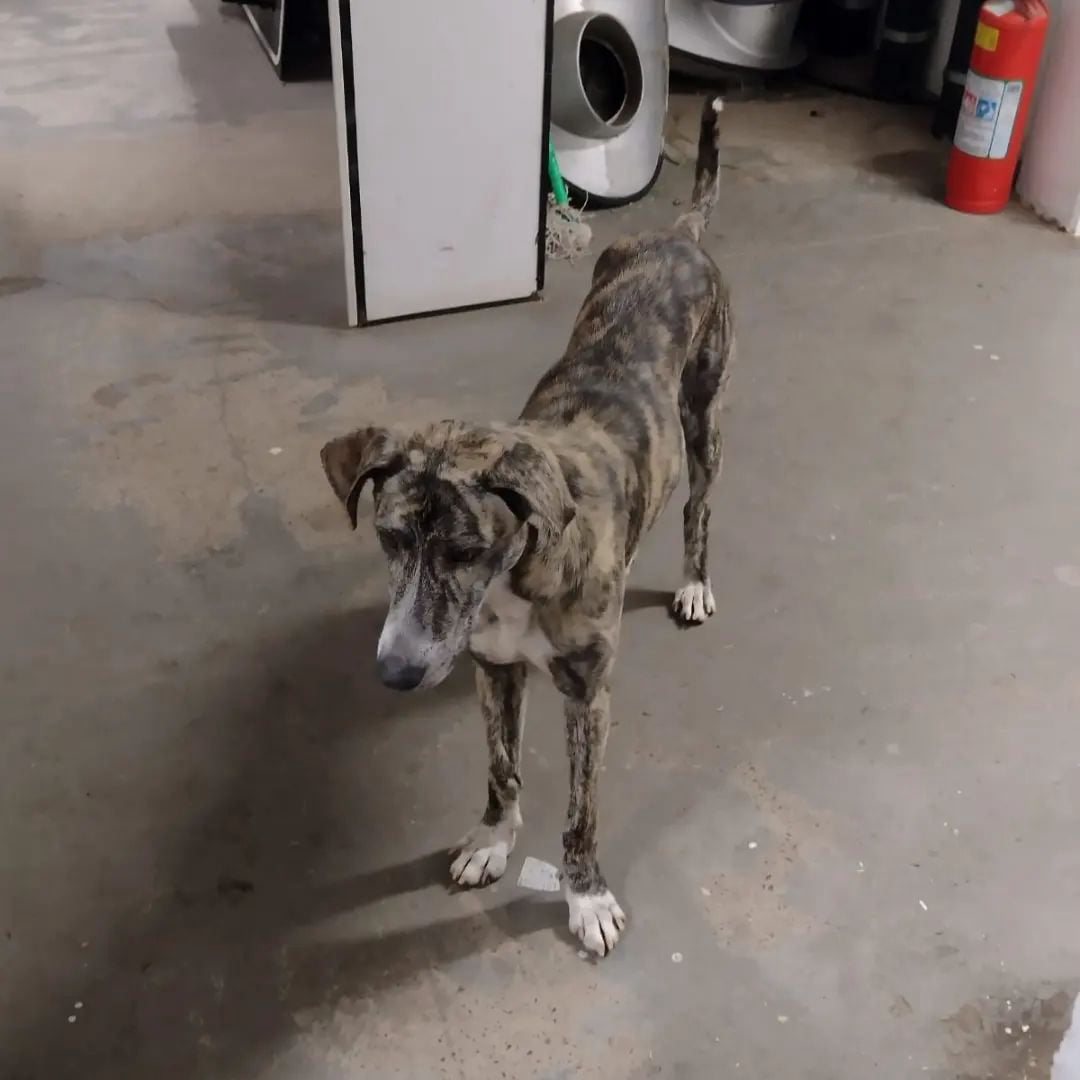 Protetor Felipe das Casinhas