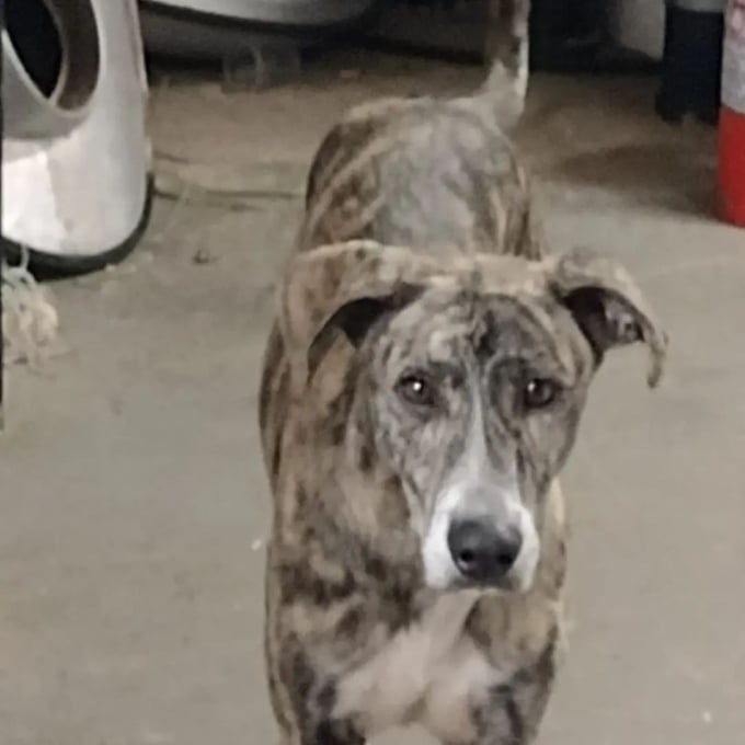 Protetor Felipe das Casinhas