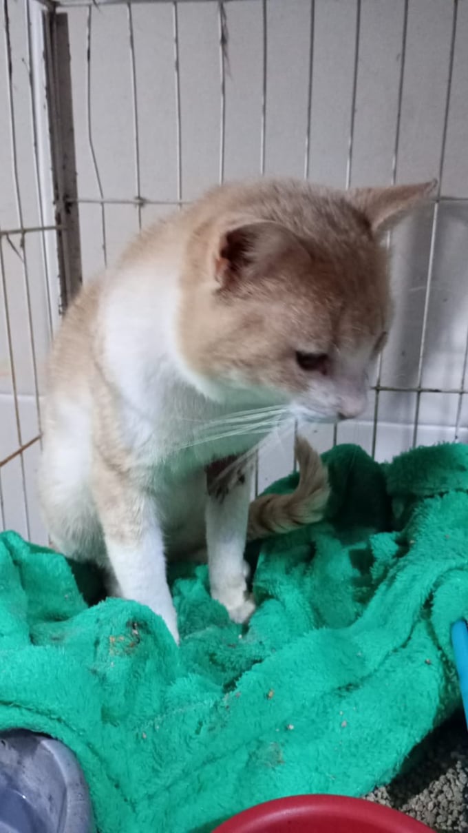 Protetor Felipe das Casinhas