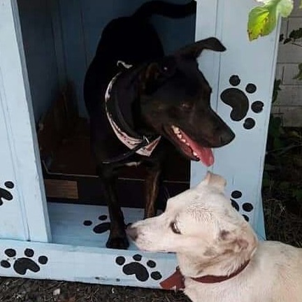 Protetor Felipe das Casinhas